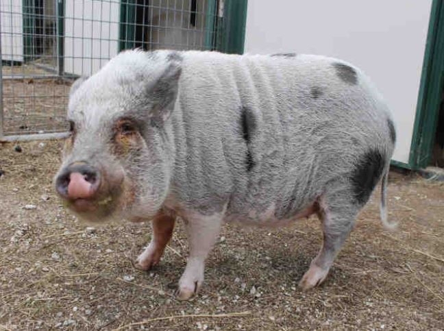 Last week's pet, still available: Diego